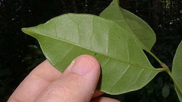 Image of Cissus coccinea Mart. ex Planch.