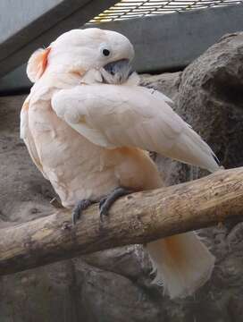 Image of Moluccan Cockatoo