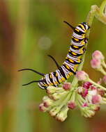 Image of Monarch Butterfly