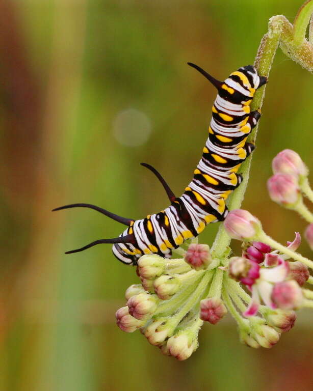 Plancia ëd Danaus (Anosia) gilippus Cramer 1775