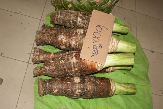 Image of colocasia