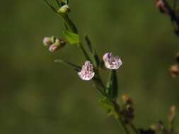 Image of South American Skullcap