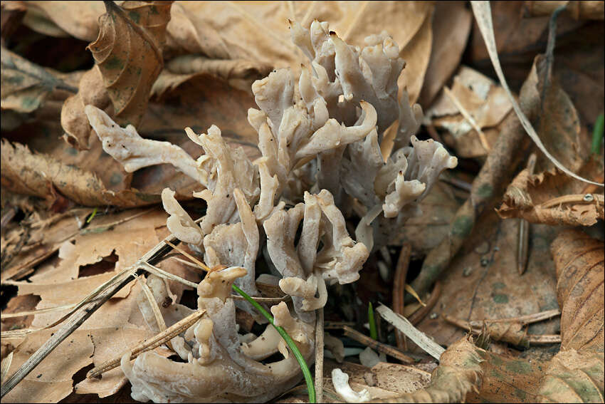 Image de Clavulinaceae