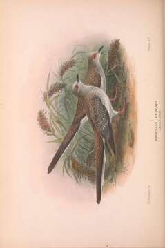 Image of Diamond Dove