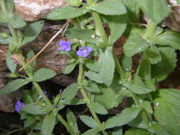 Слика од Stemodia durantifolia (L.) Sw.