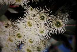 صورة Corymbia gummifera (Gaertn.) K. D. Hill & L. A. S. Johnson