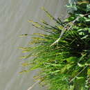 Image of Carex vulpina nemorosa