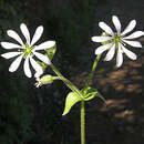 Image of Stellaria arvalis Fenzl ex F. Phil.