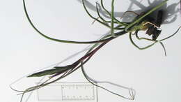 Image of bulbous airplant