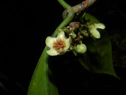 Image de Clusia amazonica Planch. & Triana