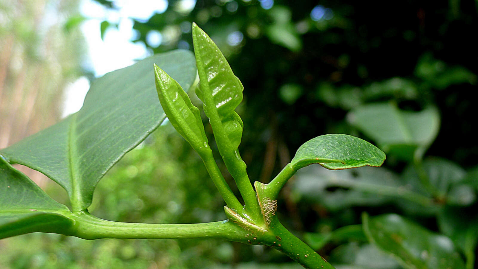 Image of Metrodorea maracasana R. C. Kaastra