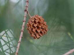 Image of beach sheoak