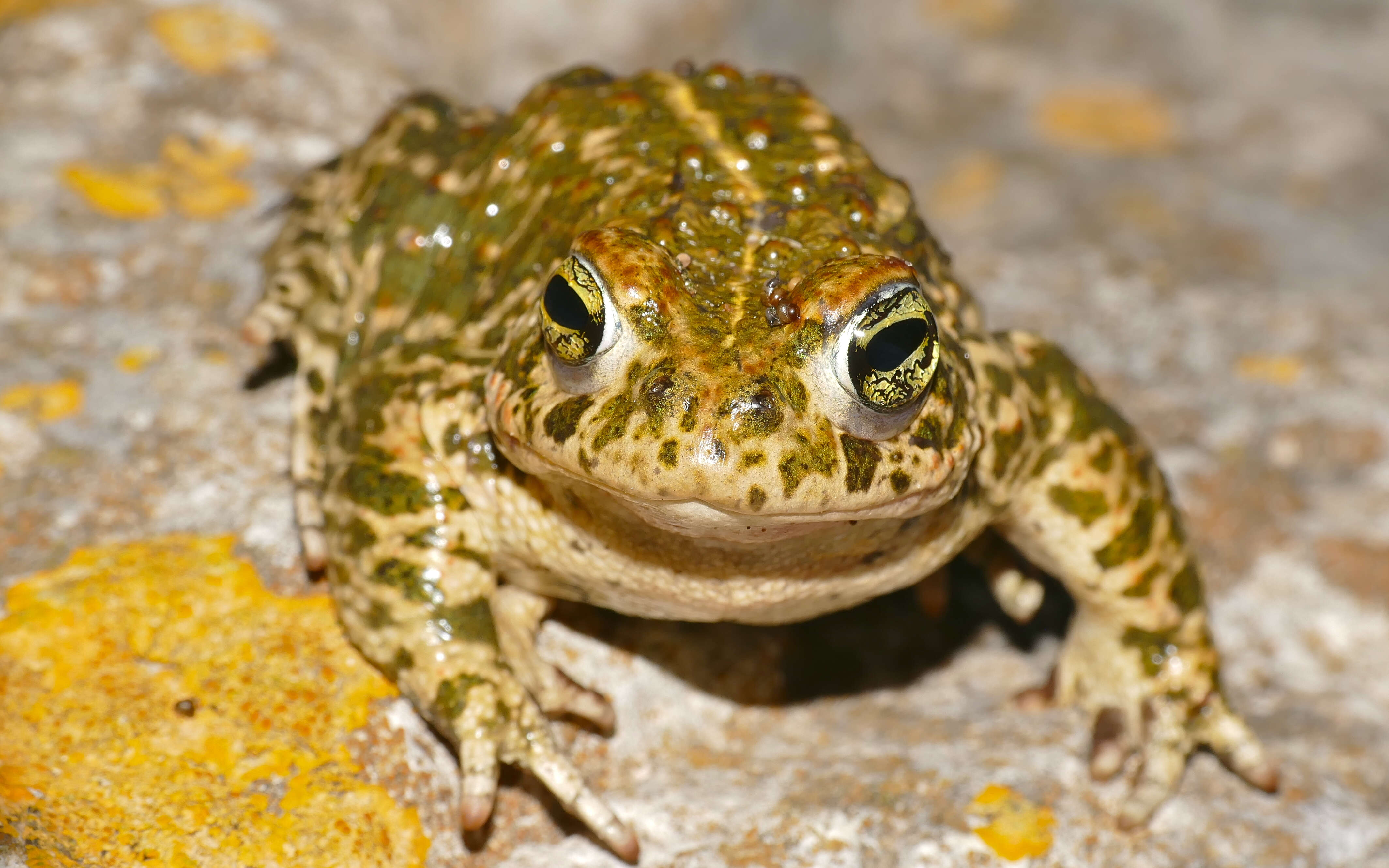 Image of Natterjack toad