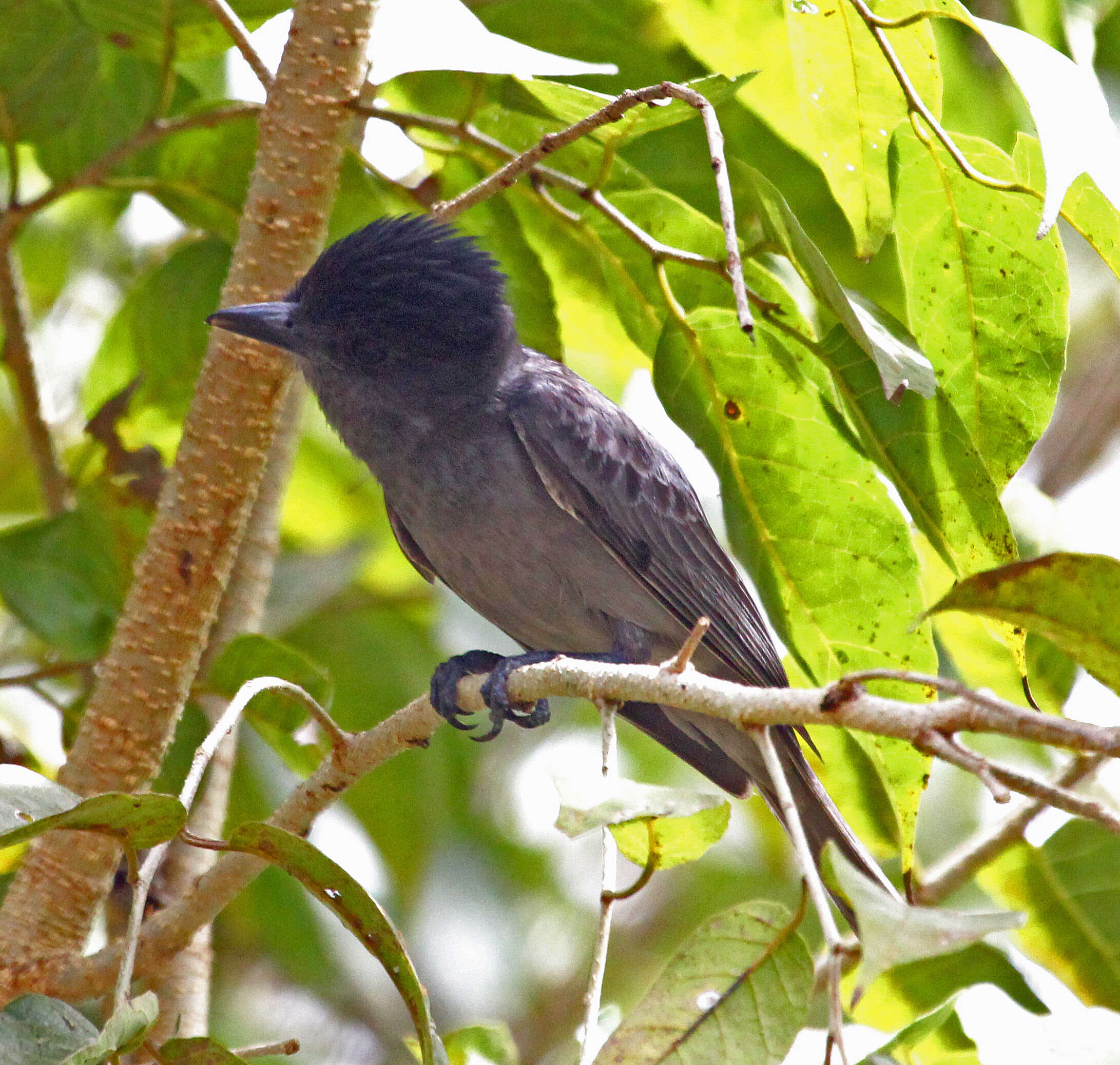 Image of Rose-throated Becard