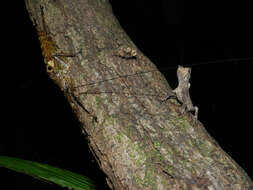 Image of helmet lizards