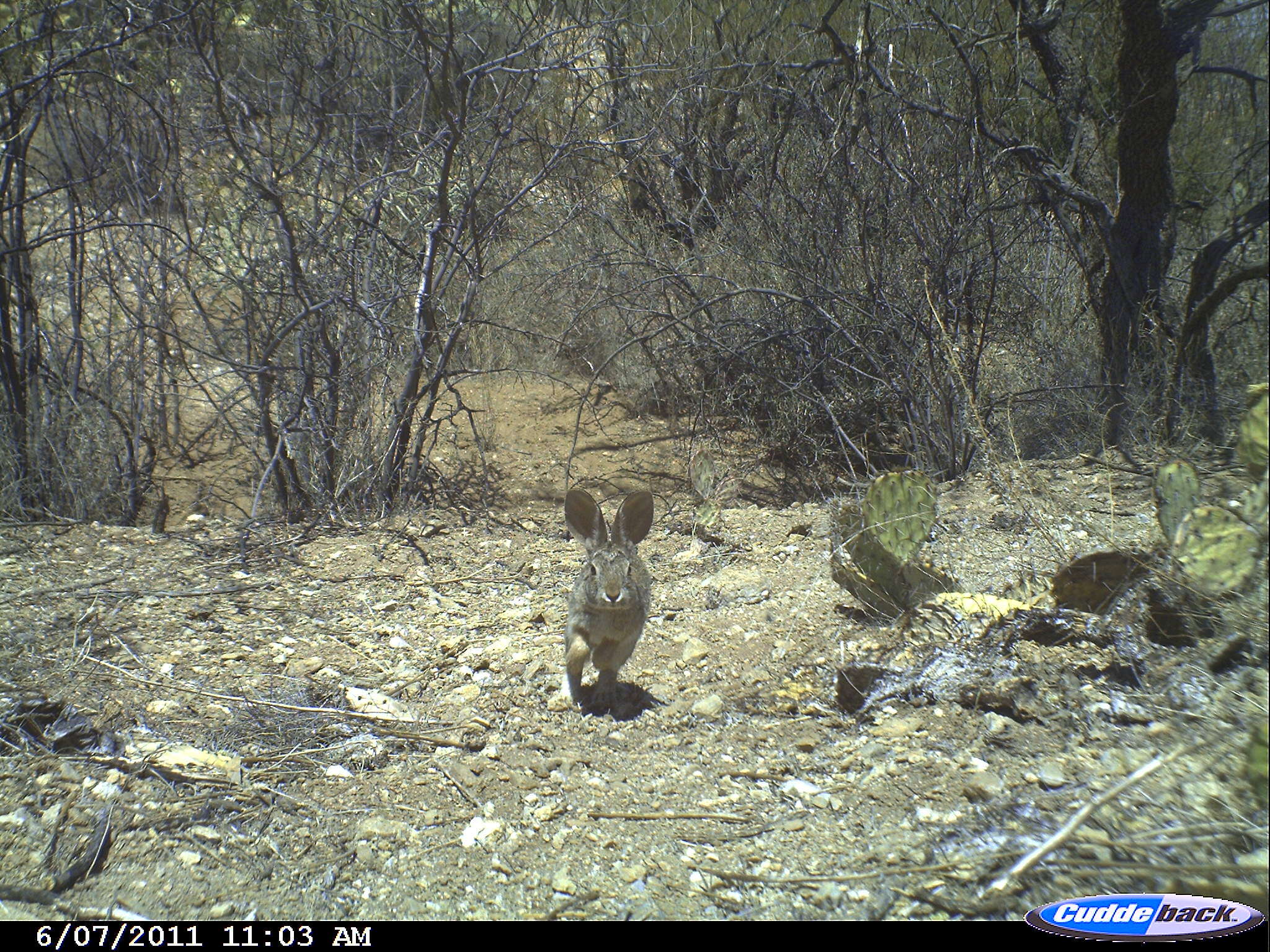 Image of Cottontail rabbit