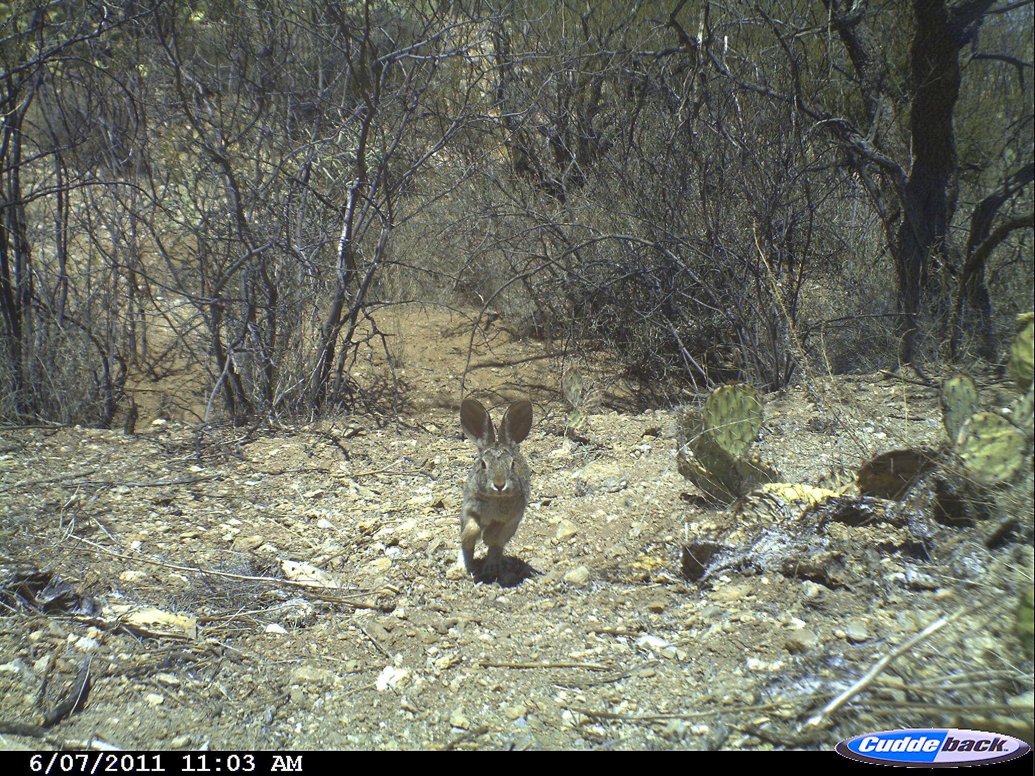 Imagem de Sylvilagus audubonii (Baird 1858)