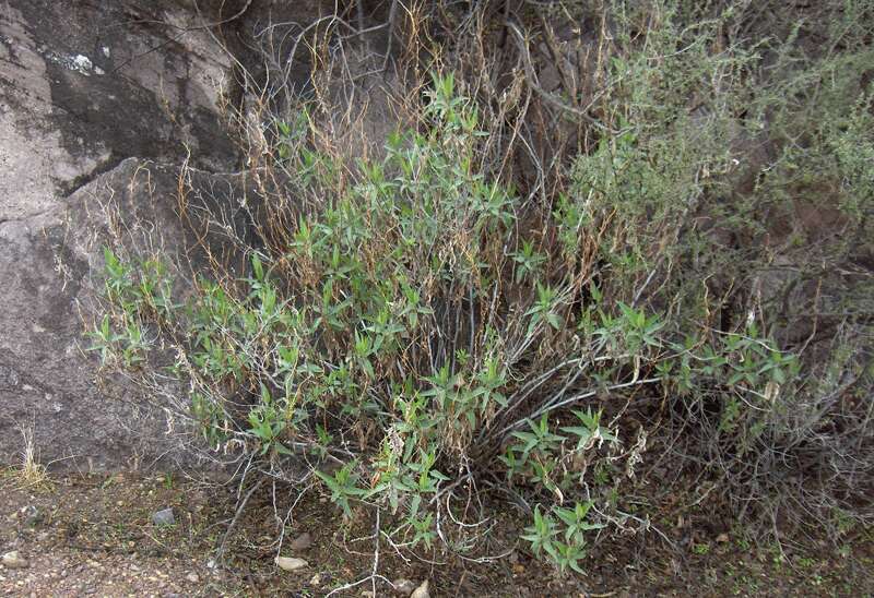 Image of Ambrosia-leaf Bursage