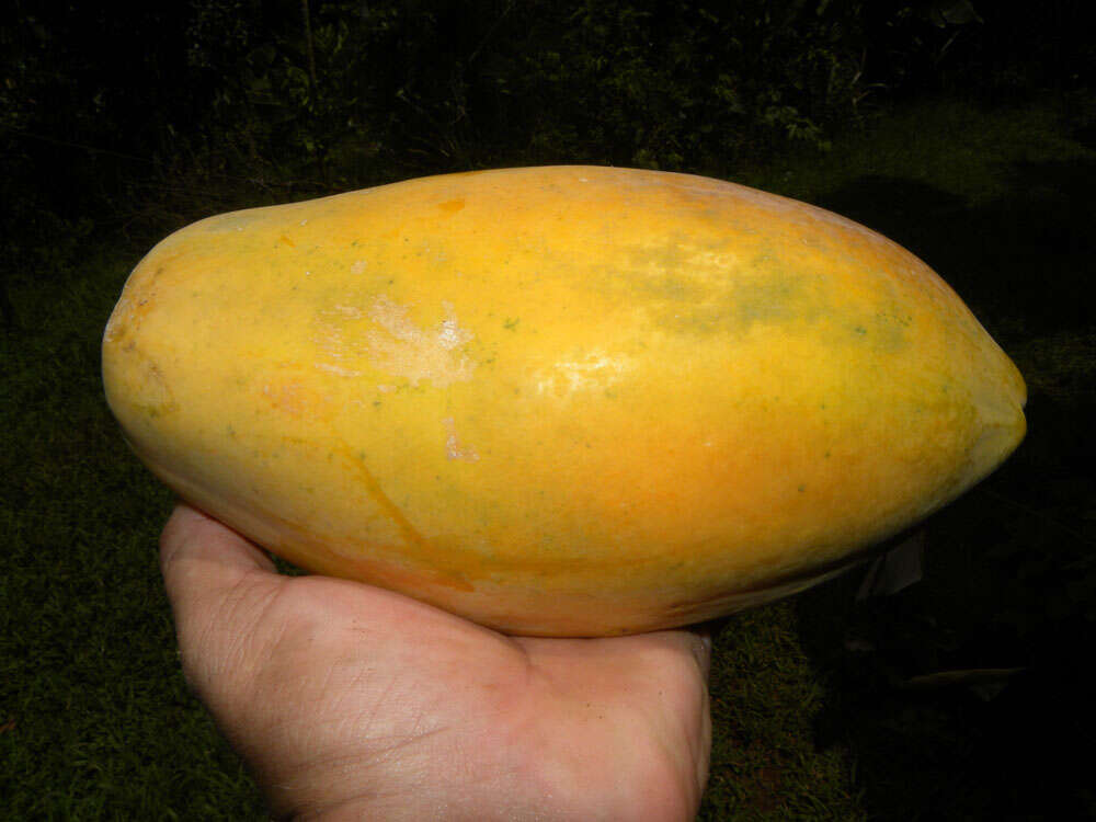 Image of papaya