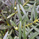 Image of Podocarpus sprucei Parl.