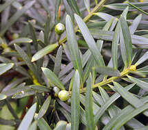 Podocarpus sprucei Parl. resmi