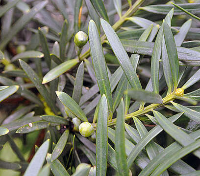 Sivun Podocarpus sprucei Parl. kuva