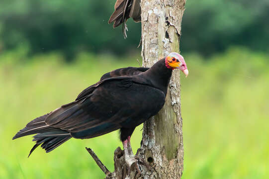 Image of Lesser Yellow-headed Vulture