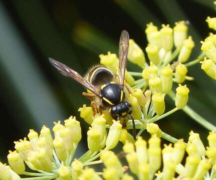 Image of Dolichovespula