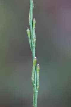 Image of hoary mustard