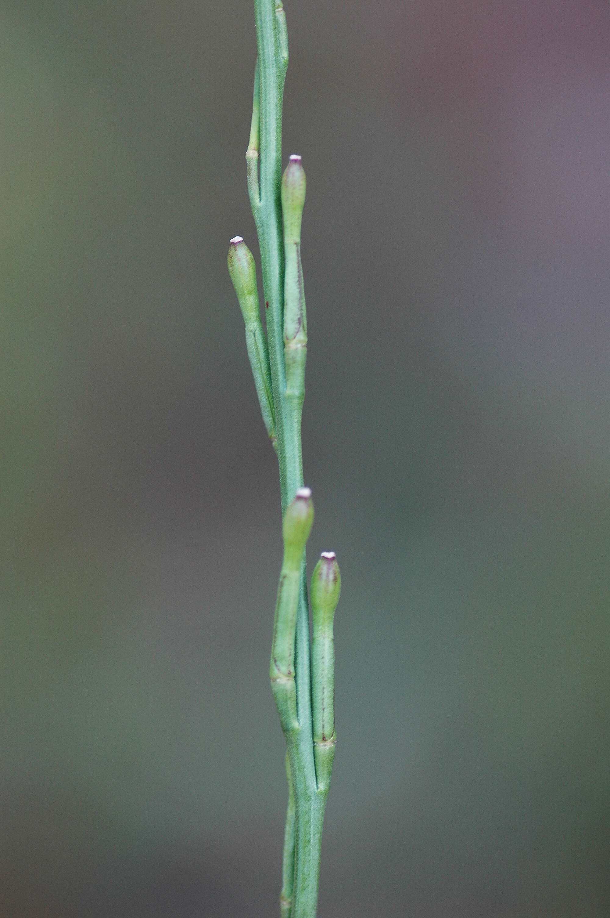 Image of hoary mustard