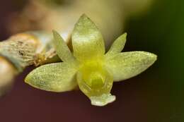 Dendrobium aloifolium (Blume) Rchb. fil.的圖片