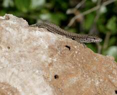 Image of Columbretes Wall Lizard