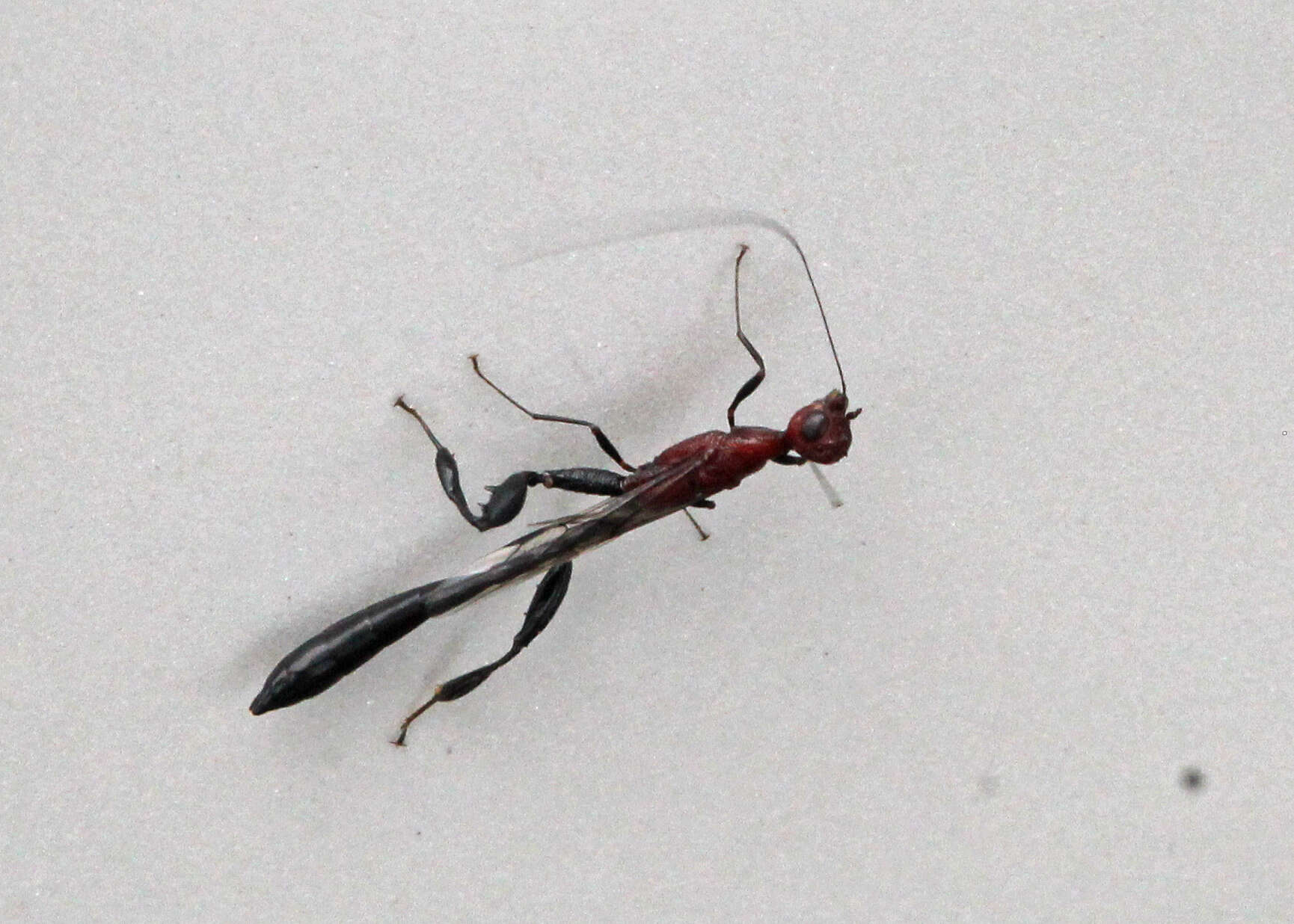 Image of stephanid wasps