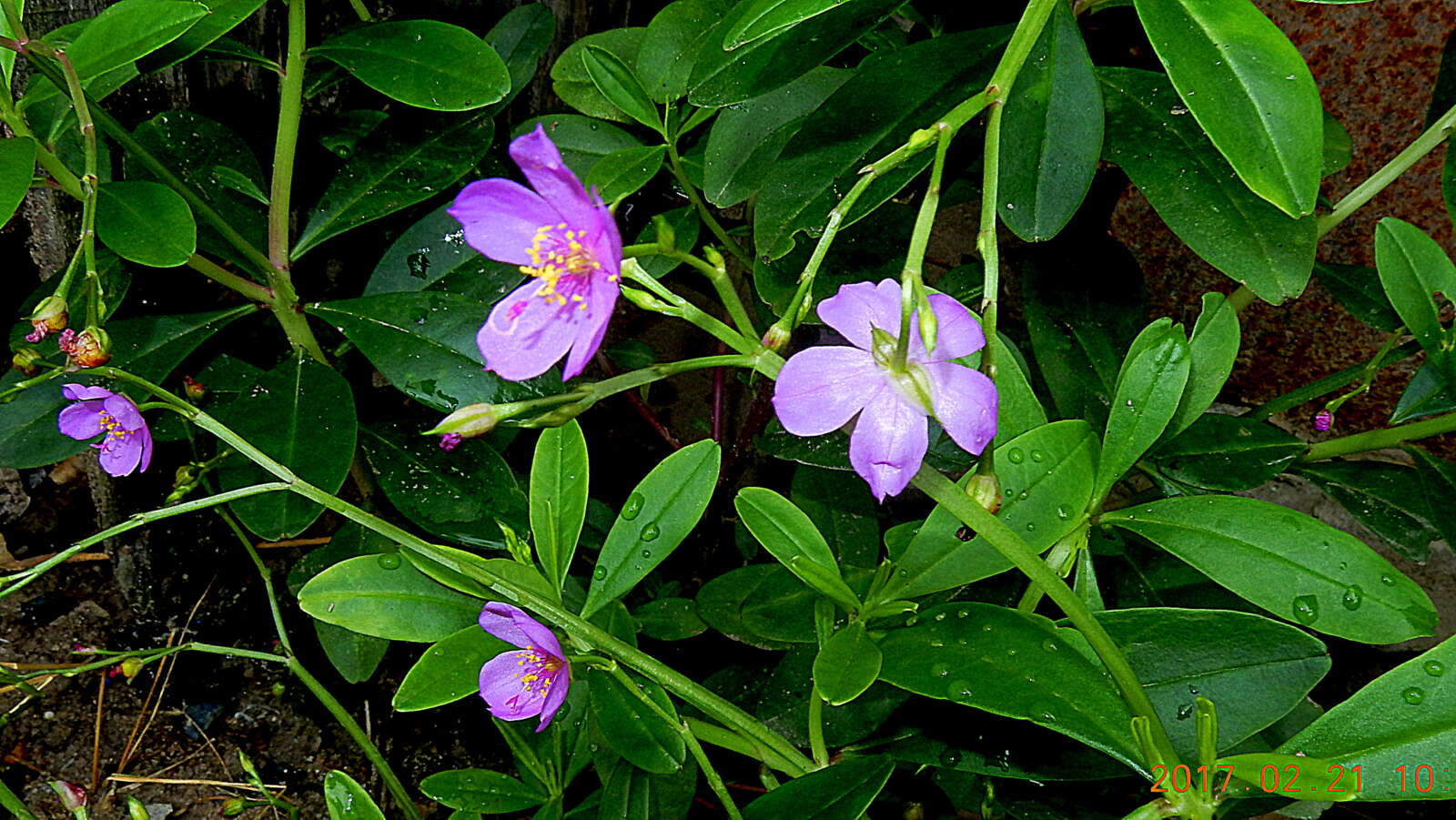 Image of Talinaceae