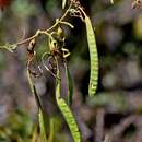 Plancia ëd Bauhinia dumosa Benth.