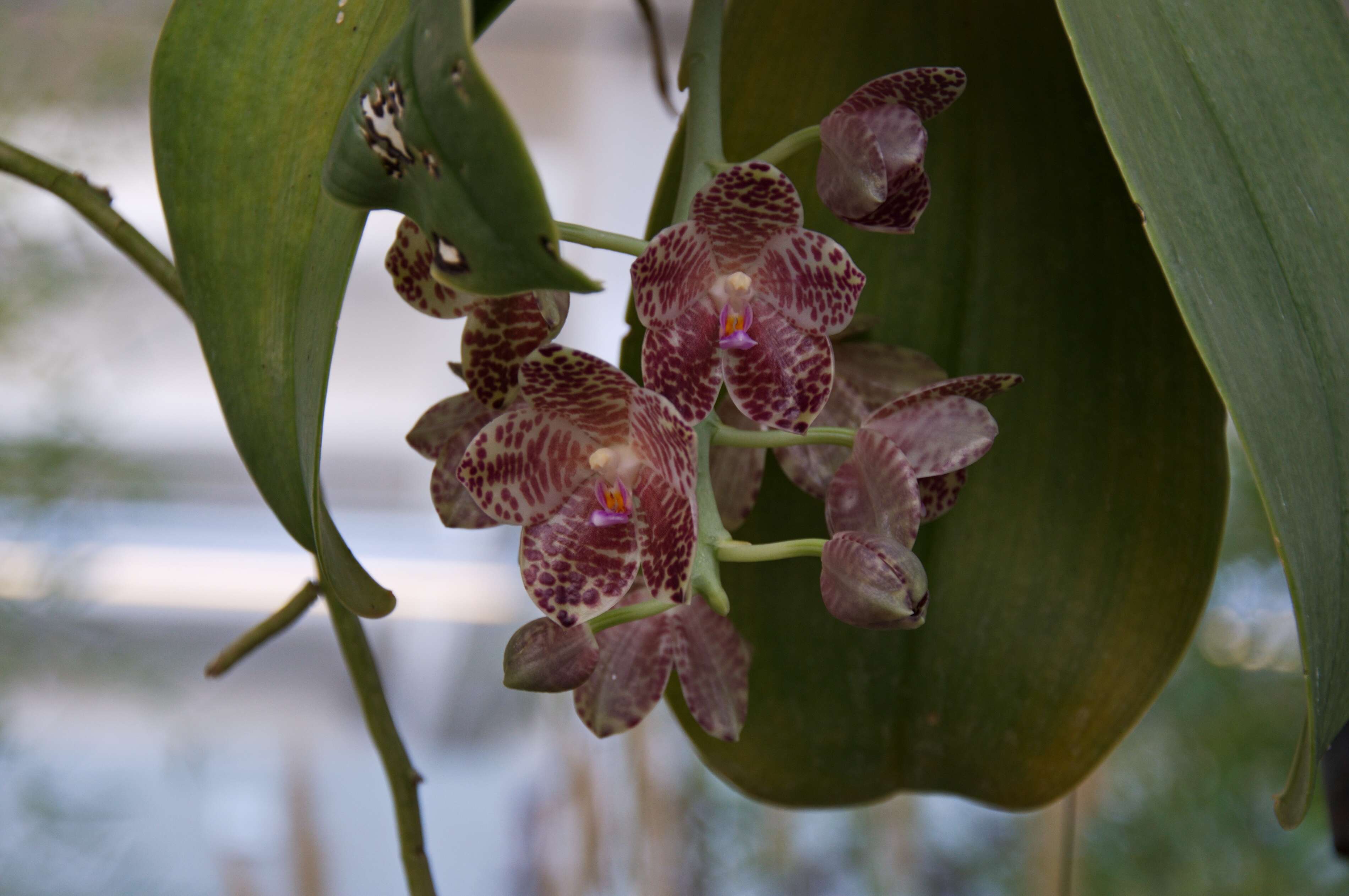 Image of Moth orchids