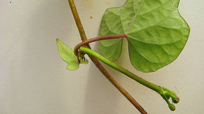 Image of Ipomoea cynanchifolia Meisn.