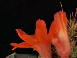 Image of Rebutia deminuta (F. A. C. Weber) Britton & Rose