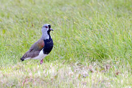 Image of Lapwing