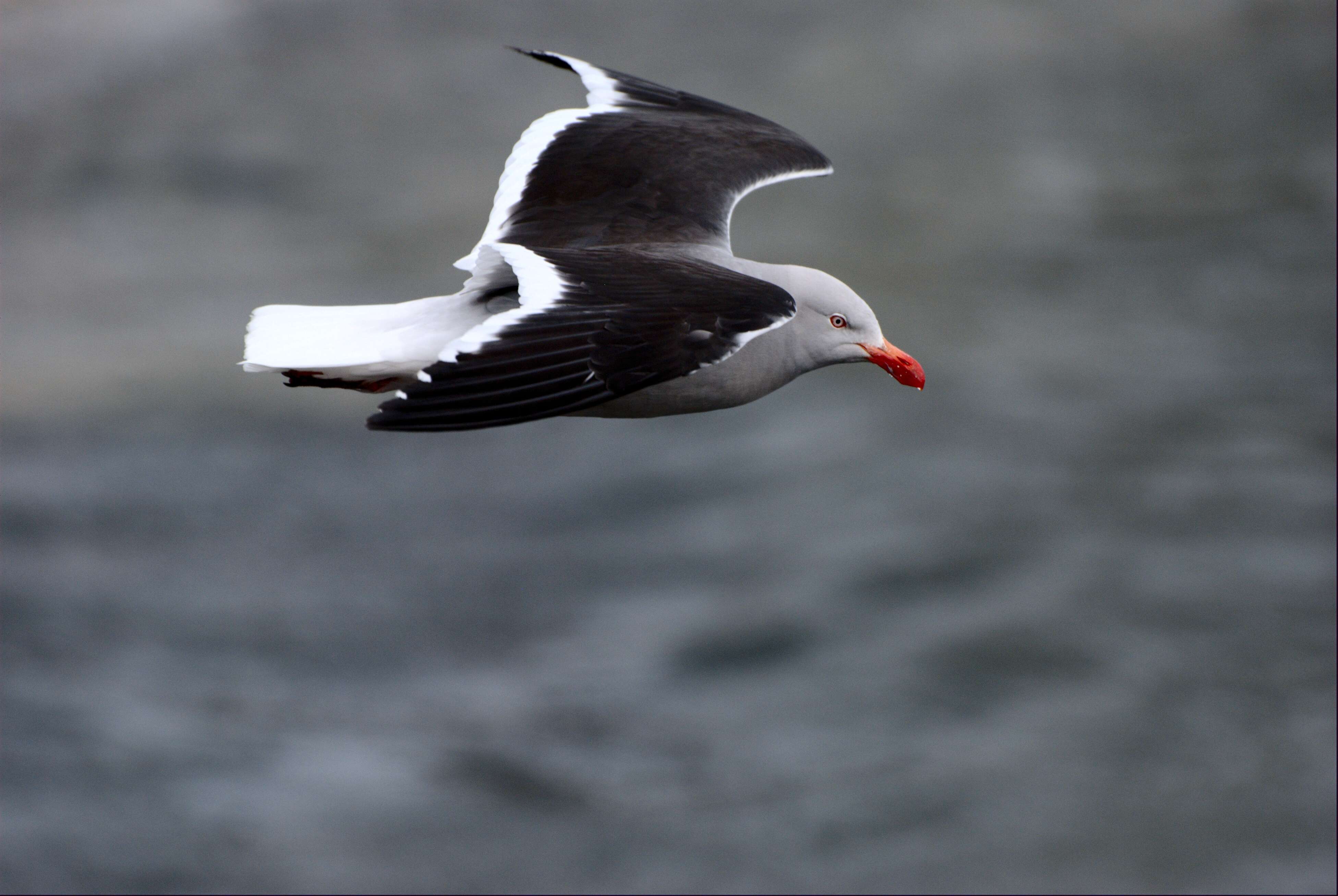 Image of Leucophaeus Scoresbii