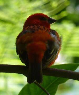 Image of Madagascar Red Fody