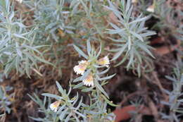 Image of Fan Flower