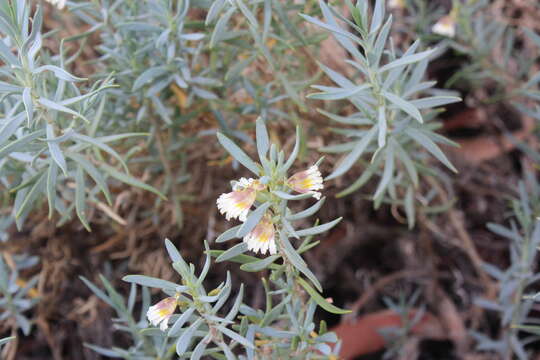 Слика од Scaevola collaris F. Müll.