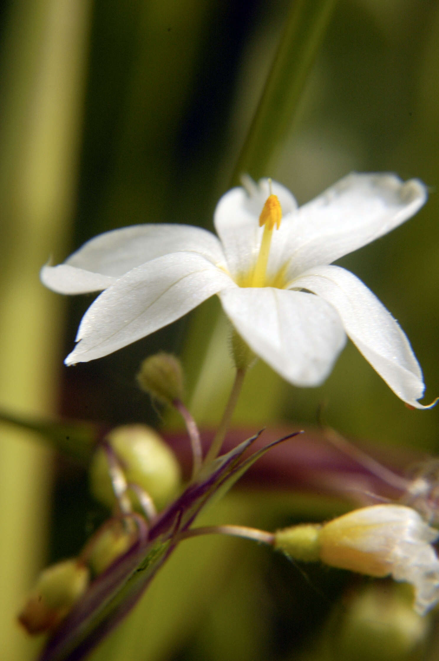 Image of Blue-eyed grass