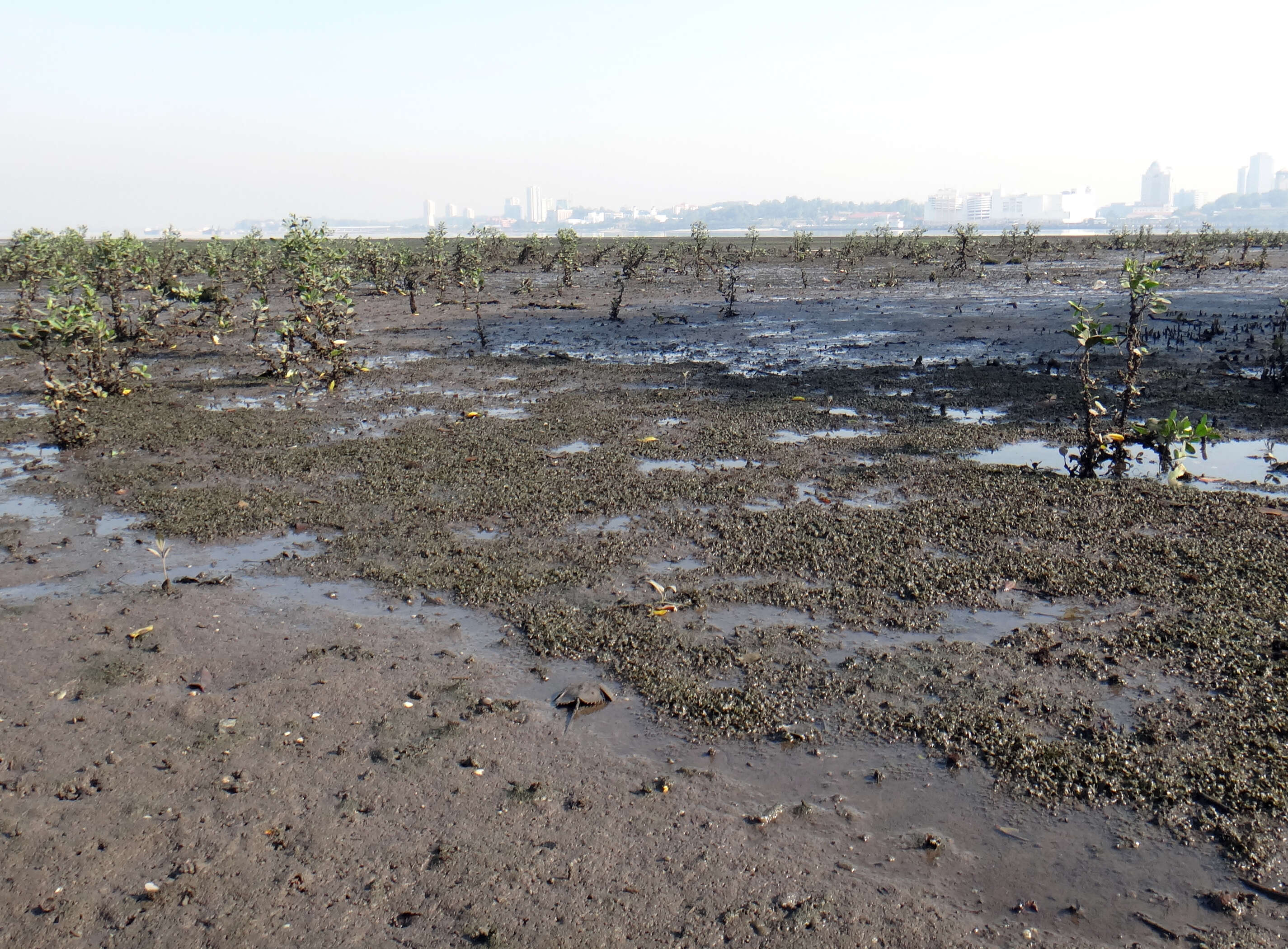 Image of seagrass