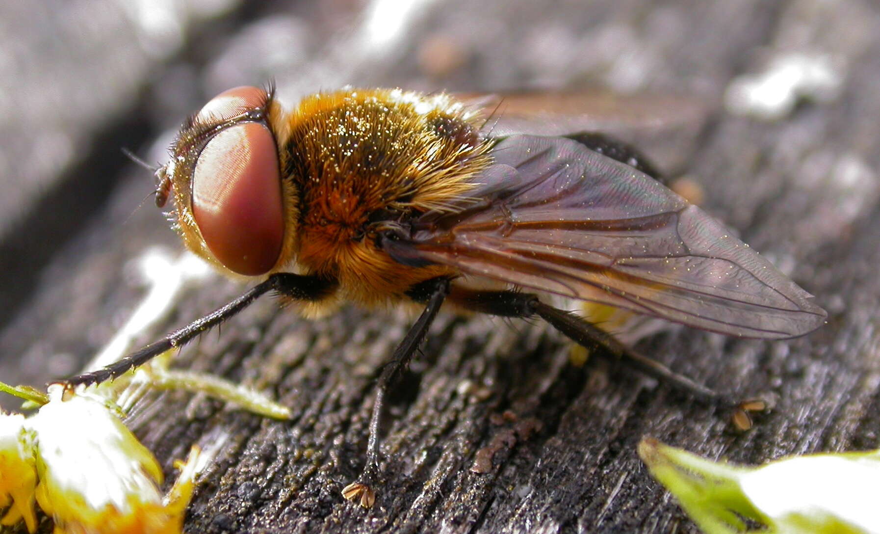 Image of Phasia hemiptera (Fabricius 1794)