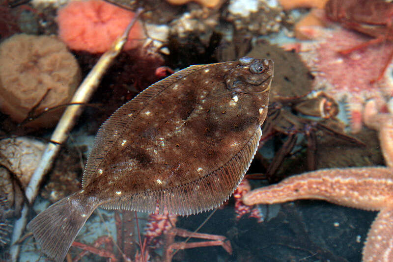 Image of Starry flounders