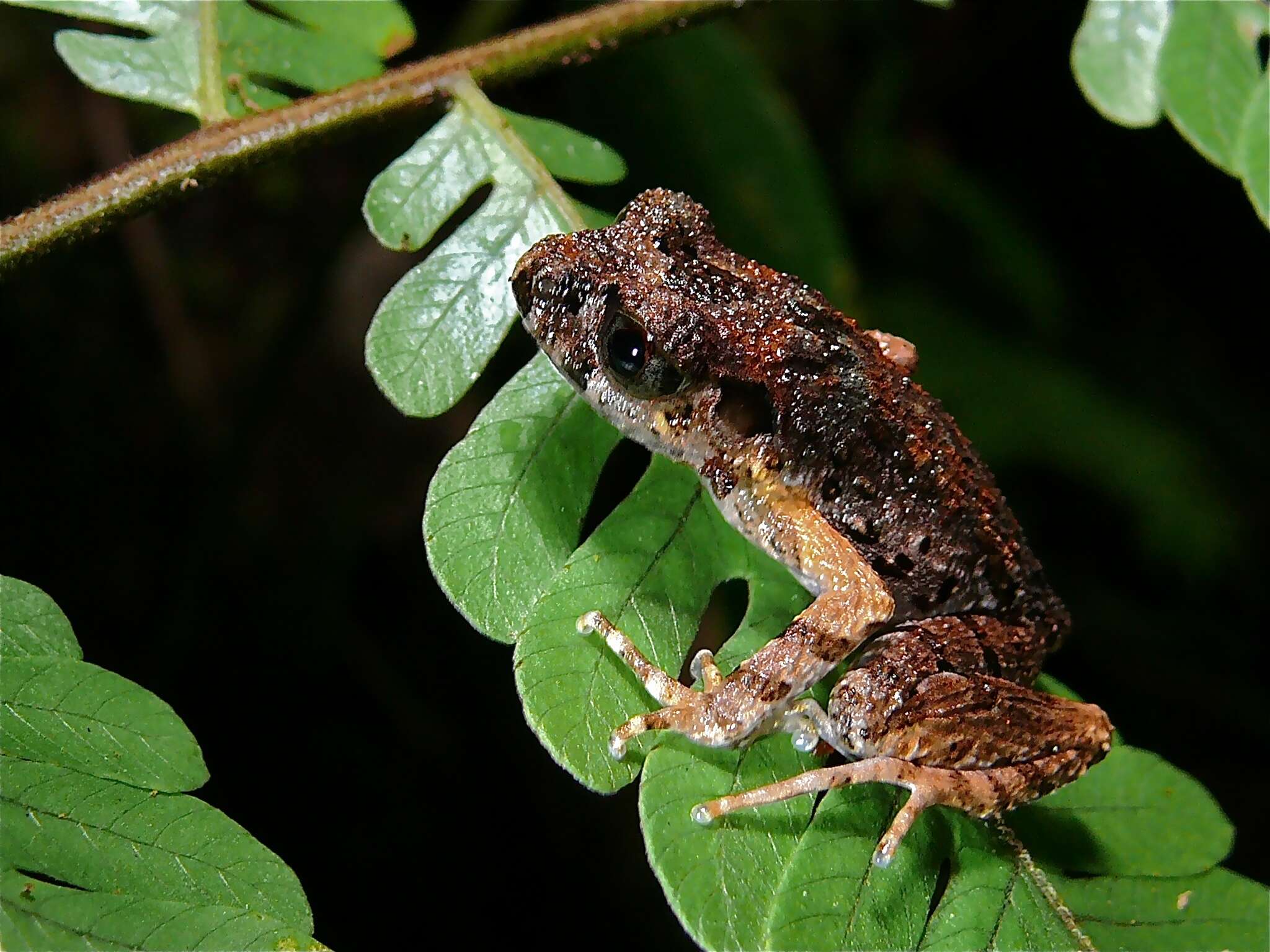 Image of Leptobrachella Smith 1925