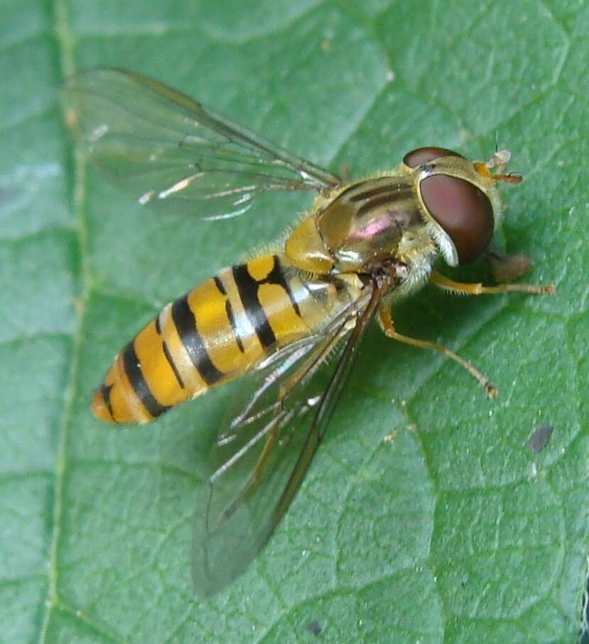 Image of Episyrphus