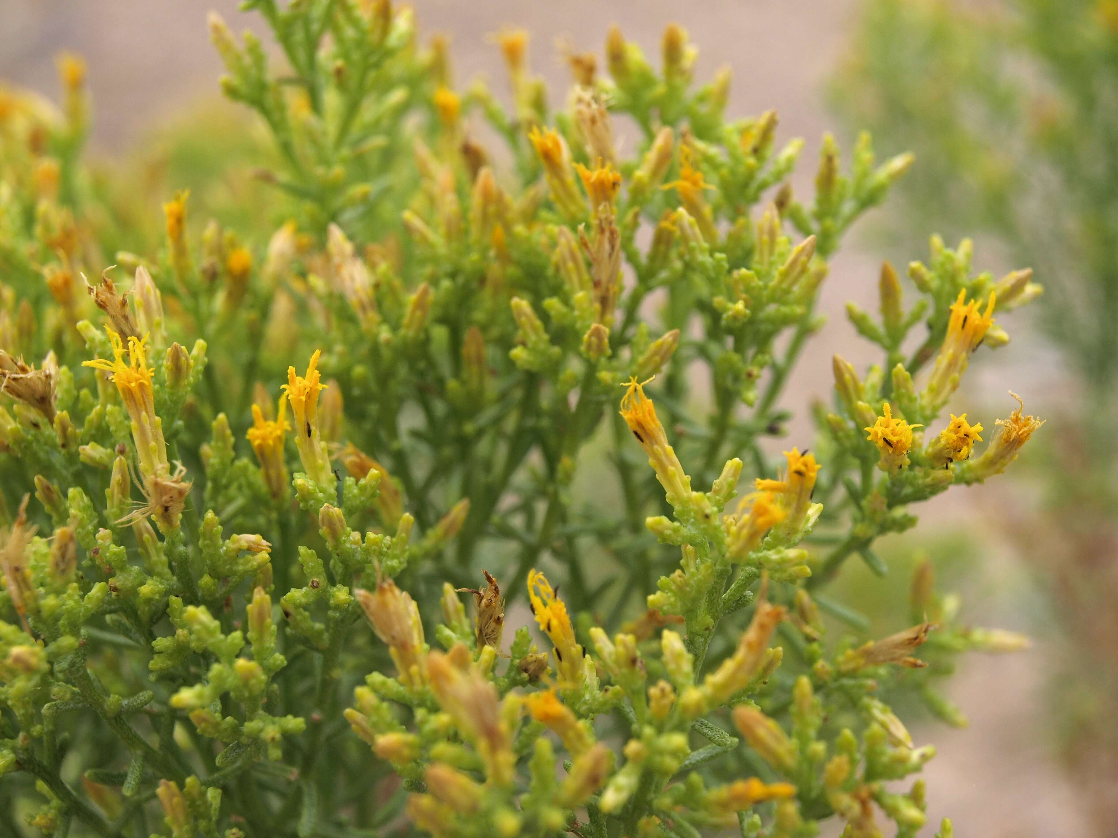 Ericameria teretifolia (Dur. & Hilg.) Jepson resmi